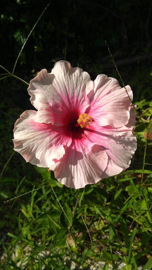 Pousada Arraial Caribe อาร์ไฮยัล โด กาโบ ภายนอก รูปภาพ