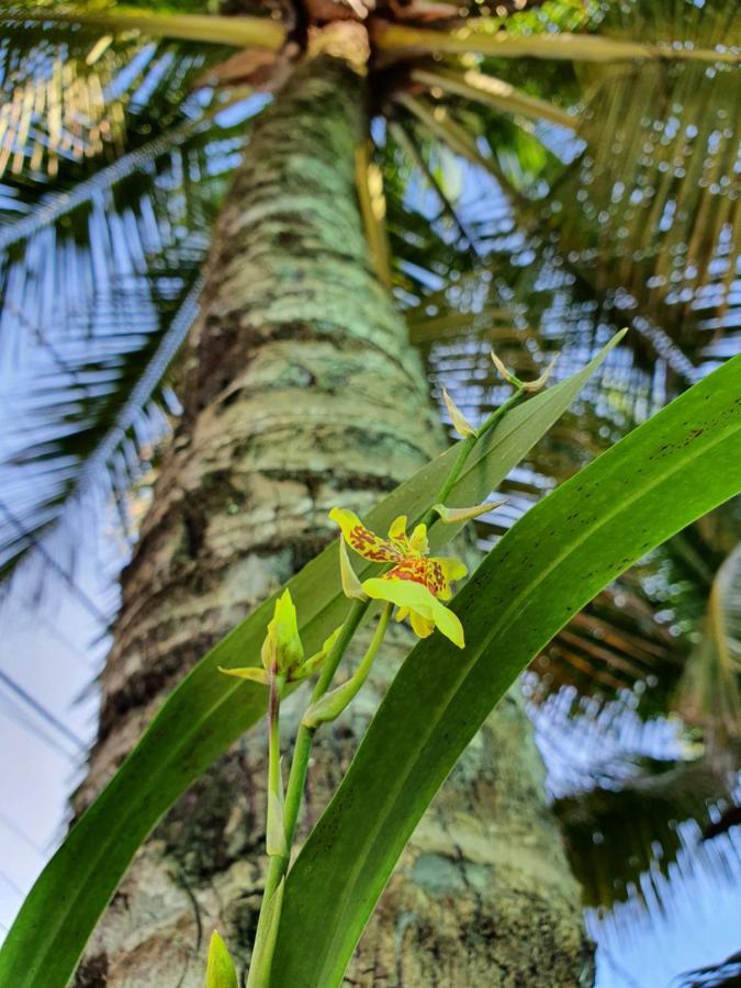 Pousada Arraial Caribe อาร์ไฮยัล โด กาโบ ภายนอก รูปภาพ