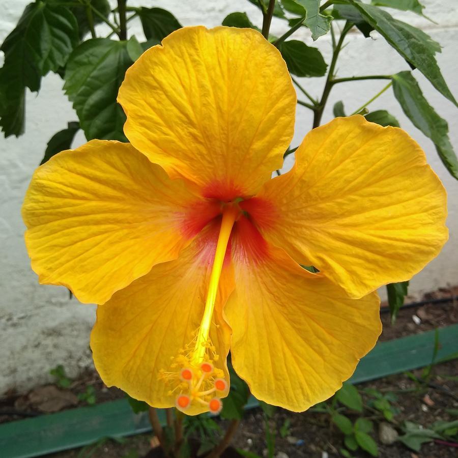 Pousada Arraial Caribe อาร์ไฮยัล โด กาโบ ภายนอก รูปภาพ